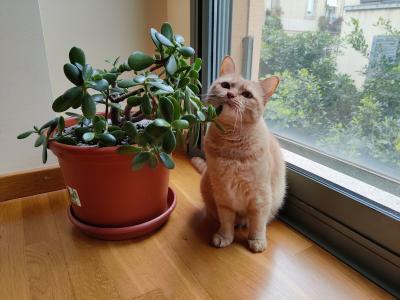 Piso en Alquiler en Barcelona Reina Amalia - Sant Pau