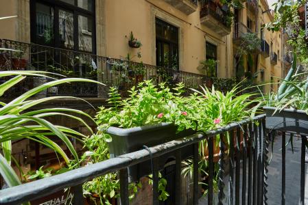 Apartamento para Alugar em Barcelona Banys Nous - Rambla